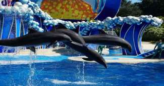 Besuchen Sie SeaWorld, wo verschiedene Shows z.B. mit Delfinen oder Orcas angeboten werden.