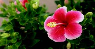 Auf Hawaii gibt es verschiedene außergewöhnliche Blumenarten, wie z.B. die Hibiscus Blüte.