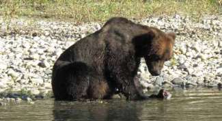 Grizzlybär Campbell River