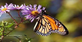 Die größte Kolonie der Monarchfalter befindet sich im Monarch Butterfly Grove.