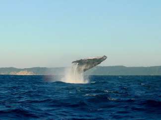 In den Wintermonaten kann man Wale in der freien Natur erleben