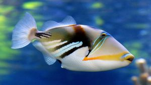 Humuhumunukunukuāpua'a / Hawaii Reef Triggerfish