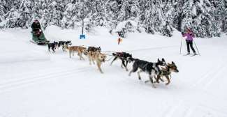 Hundeschlittenfahrten im Winter (Tourism Kamloops - Mary Putnam)