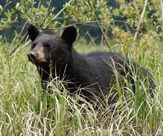 Während einer Bärenbeobachtungstour oder mit etwas Glück während der Autofahrt können Sie Bären in freier Natur beobachten.