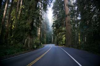 Der Weg durch den Redwood Forest nach Bakersfield.