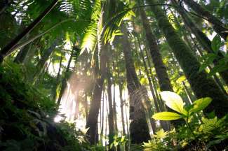 Saftig grüne Regenwälder erwarten Sie auf der Ostseite von Big Island