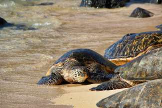 Auf Maui leben mehrere Meeresschildkrötenarten.