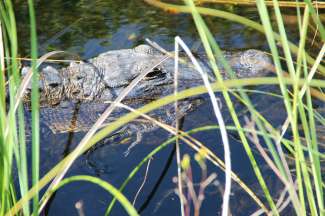 Während einer Airboat-Tour im Everglades National Park sehen Sie Alligatoren.