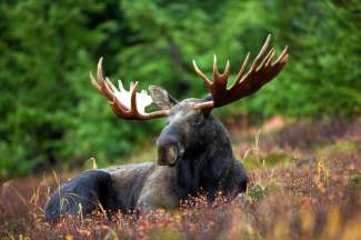 Wildlife Alaska