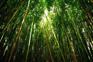 Bambuswald, Maui