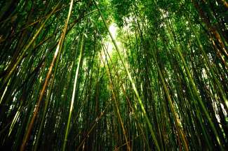 Der Bambuswald liegt im Haleakala National Park.