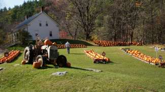 Pumpkins farm