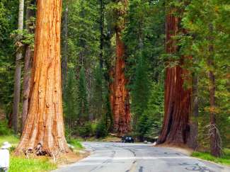 Selbst Autos wirken neben den Bäumen teilweise winzig im Sequoia National Park.