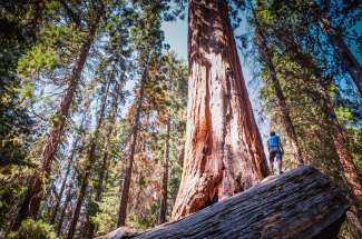 Die Sequoia Bäume sind unvorstellbar groß.