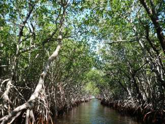 Machen Sie einen Abstecher zum Everglades National Park.