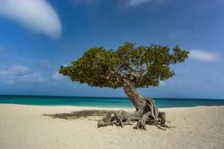 Beim dem Divi-Divi Baum handelt es sich um eine bestimmte Pflanzenart. Unter anderem sind diese auf Aruba zu sehen.