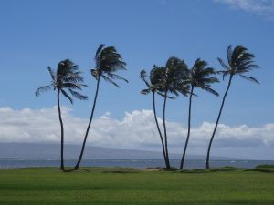 Kokospalmen Molokai