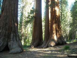 Alten Bäume in Mariposa, Kalifornien