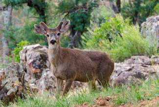 Beobachten Sie wild lebende Tiere in der Nähe des Yosemite-Nationalparks.