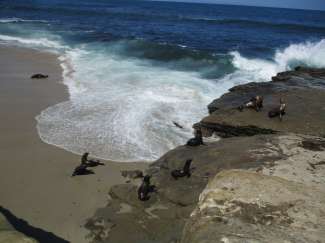 Erleben Sie in der Bucht von La Jolla Cove Seelöwen in freier Natur.