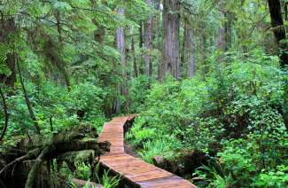 Besuchen Sie auf Vancouver Island z.B. einen Regenwald.