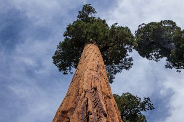 Sequoia Tree im Nationalpark