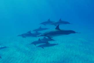 Delfine Maui