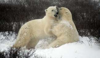 Erfüllen Sie sich einen Traum und erleben Sie Eisbären in freier Wildbahn.