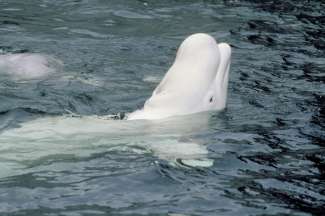 Beluga Wale sind sehr freundliche und neugieren Tiere.