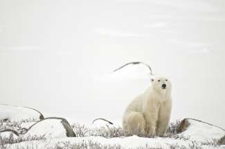 Die Eisbären versammeln sich im Sommer in Churchill, um schnellstmöglich auf die zugefrorene Hudson Bay auf Robbenjagd gehen zu können.