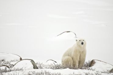 Eisbär wartet auf das Zufrieren der Hudson Bay