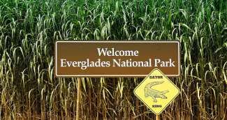 Machen Sie einen Abstecher zum Everglades National Park und buchen eine Airboat Tour.