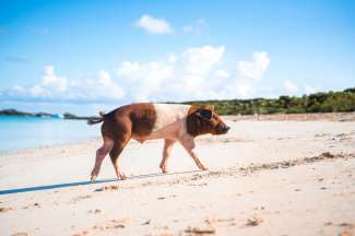 Der Pig Beach ist bekannt für schwimmende Schweine.