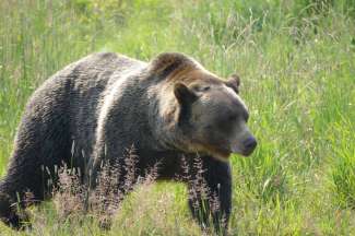 Wir empfehlen in Kanada eine Tour zur Bärenbeobachtung.