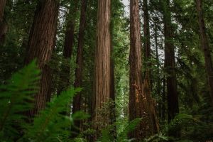 Redwood National Park & State Parks