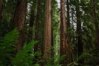 Ein Waldgebiet mit den riesigen Coast Redwoods.