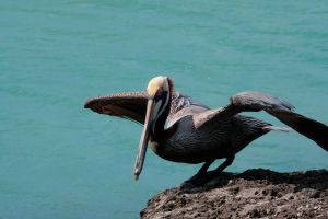 Pelikan -  Keys Wild Bird Center