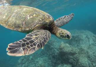 Besuchen Sie in Marathon das Turtle Hospital, dass sich für kranke und verletzte Meeresschildkröten einsetzt.