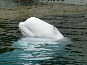 Beluga Wal