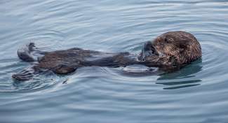 Beobachten Sie die niedlichen Otter während Ihrer Reise durch Alaska.