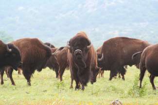 Bisons in Oklahoma