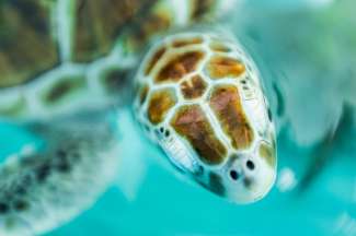 Meeresschildkröten auf der Isla Mujeres